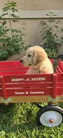 Brown, a male Golden Retriever and English Cream Golden Retriever for sale in Chariton, IA – 2 of 10