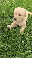 Gray, a male Golden Retriever and English Cream Golden Retriever for sale in Chariton, IA – 3 of 8