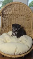 Koda, a male Pomeranian for sale in Chariton, IA – 6 of 6