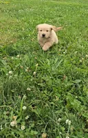Brown, a male Golden Retriever and English Cream Golden Retriever for sale in Chariton, IA – 3 of 10