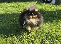 Koda, a male Pomeranian for sale in Chariton, IA – 5 of 6