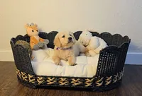 Purple , a female Golden Retriever and English Cream Golden Retriever for sale in Chariton, IA – 5 of 7