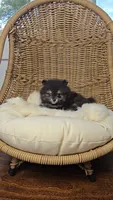 Ollie, a male Pomeranian for sale in Chariton, IA – 5 of 6