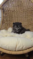 Ollie, a male Pomeranian for sale in Chariton, IA – 4 of 6