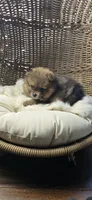Borris, a male Pomeranian for sale in Chariton, IA – 7 of 8