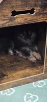 Koda, a male Pomeranian for sale in Chariton, IA – 4 of 9