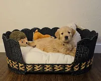 Brown, a male Golden Retriever and English Cream Golden Retriever for sale in Chariton, IA – 9 of 10