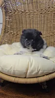 Panda, a female Pomeranian for sale in Chariton, IA – 4 of 5