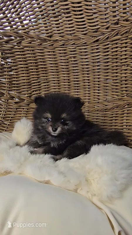 Ollie – Pomeranian puppy for sale in Chariton, IA
