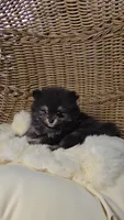 Ollie, a male Pomeranian for sale in Chariton, IA – 1 of 6