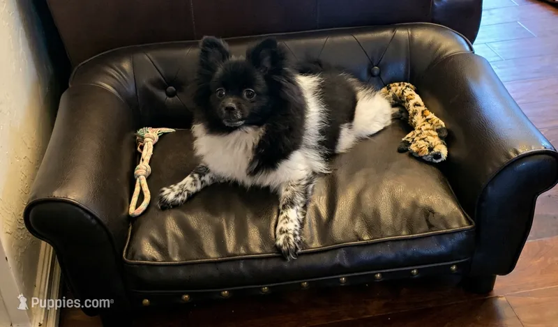 Panda – Pomeranian puppy for sale in Chariton, IA