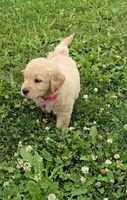Pink, a female Golden Retriever and English Cream Golden Retriever for sale in Chariton, IA – 2 of 6