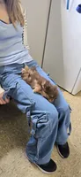 Mocha, a female Pomeranian for sale in Chariton, IA – 2 of 2