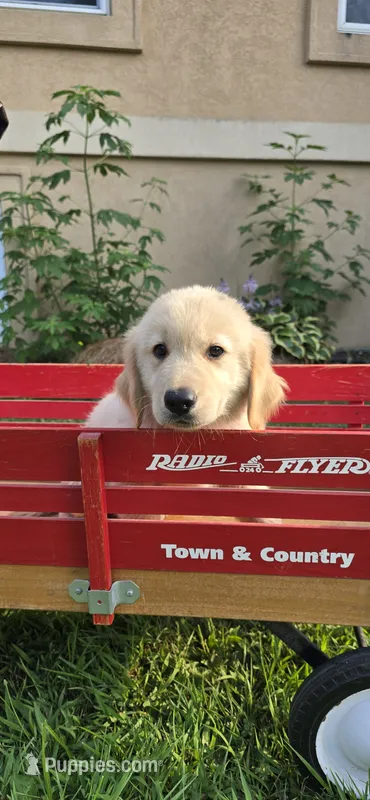 Blue – Golden Retriever, English Cream Golden Retriever puppy for sale in Chariton, IA
