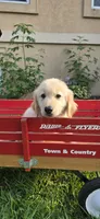 Blue, a male Golden Retriever and English Cream Golden Retriever for sale in Chariton, IA – 1 of 10