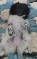 Panda, a female Pomeranian for sale in Chariton, IA – 4 of 10