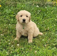 Green, a male Golden Retriever and English Cream Golden Retriever for sale in Chariton, IA – 2 of 7