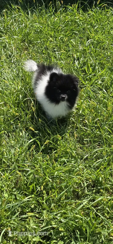 Panda – Pomeranian puppy for sale in Chariton, IA