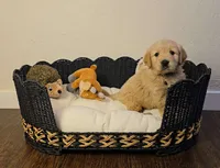 Brown, a male Golden Retriever and English Cream Golden Retriever for sale in Chariton, IA – 7 of 10