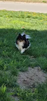 Kiwi, a male Pomeranian for sale in Chariton, IA – 8 of 9