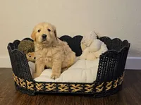 Green, a male Golden Retriever and English Cream Golden Retriever for sale in Chariton, IA – 5 of 7
