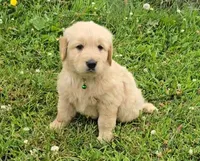 Green, a male Golden Retriever and English Cream Golden Retriever for sale in Chariton, IA – 3 of 7