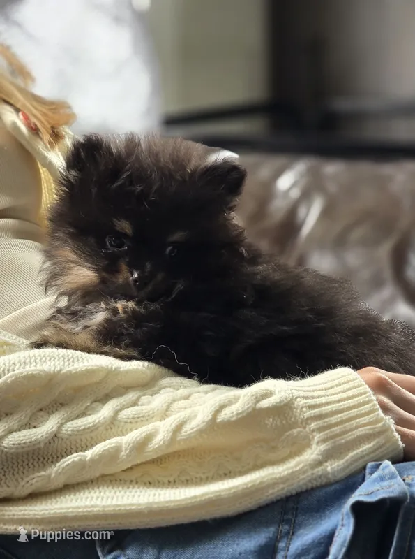 Kiwi – Pomeranian puppy for sale in Chariton, IA