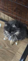 Kiwi, a male Pomeranian for sale in Chariton, IA – 2 of 9