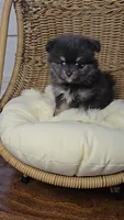 Koda, a male Pomeranian for sale in Chariton, IA – 1 of 6