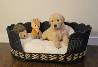 Gray, a male Golden Retriever and English Cream Golden Retriever for sale in Chariton, IA – 6 of 8