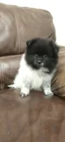 Panda, a female Pomeranian for sale in Chariton, IA – 3 of 6