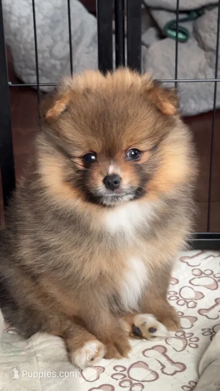 Borris – Pomeranian puppy for sale in Chariton, IA