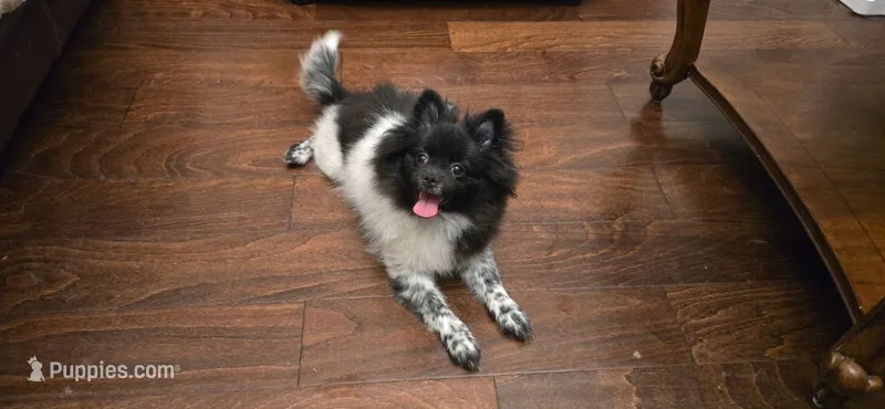 Panda – Pomeranian puppy for sale in Chariton, IA