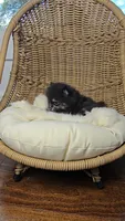 Ollie, a male Pomeranian for sale in Chariton, IA – 6 of 6