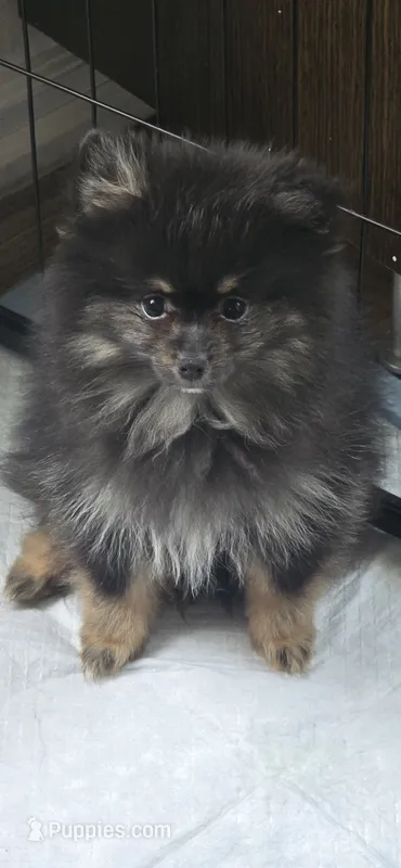 Koda – Pomeranian puppy for sale in Chariton, IA
