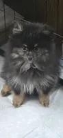 Koda, a male Pomeranian for sale in Chariton, IA – 1 of 6