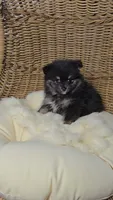 Koda, a male Pomeranian for sale in Chariton, IA – 2 of 6