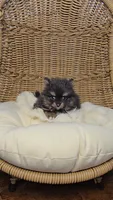 Kiwi, a male Pomeranian for sale in Chariton, IA – 2 of 5