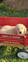 Yellow, a male Golden Retriever and English Cream Golden Retriever for sale in Chariton, IA – 2 of 4