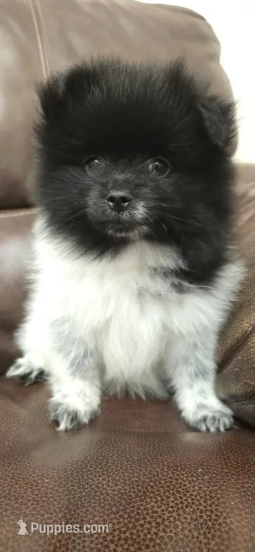 Panda – Pomeranian puppy for sale in Chariton, IA