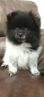 Panda, a female Pomeranian for sale in Chariton, IA – 2 of 6