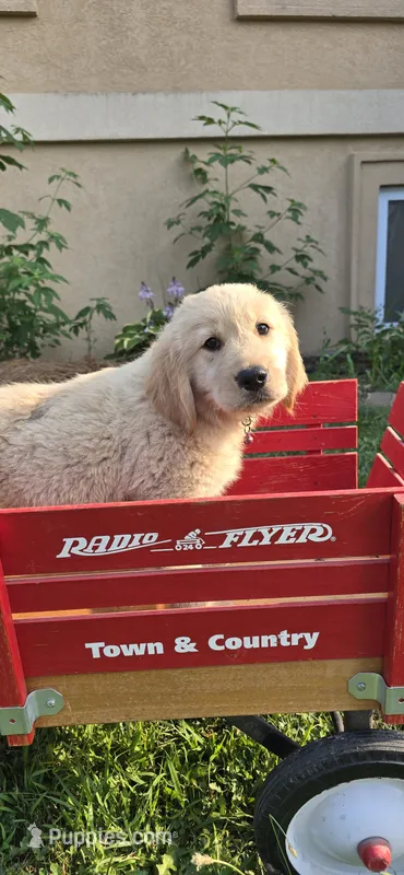 Pink – Golden Retriever, English Cream Golden Retriever puppy for sale in Chariton, IA