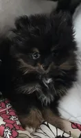 Kiwi, a male Pomeranian for sale in Chariton, IA – 5 of 9