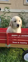 Blue, a male Golden Retriever and English Cream Golden Retriever for sale in Chariton, IA – 2 of 10