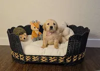 Mable, a female Golden Retriever and English Cream Golden Retriever for sale in Chariton, IA – 4 of 6