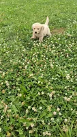 Purple , a female Golden Retriever and English Cream Golden Retriever for sale in Chariton, IA – 3 of 7