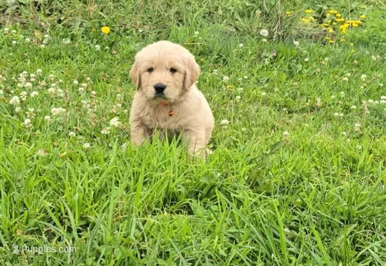 Orange – Golden Retriever, English Cream Golden Retriever puppy for sale in Chariton, IA