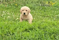 Orange, a male Golden Retriever and English Cream Golden Retriever for sale in Chariton, IA – 1 of 7