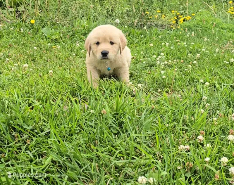 Blue – Golden Retriever, English Cream Golden Retriever puppy for sale in Chariton, IA