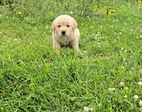 Blue, a male Golden Retriever and English Cream Golden Retriever for sale in Chariton, IA – 1 of 8